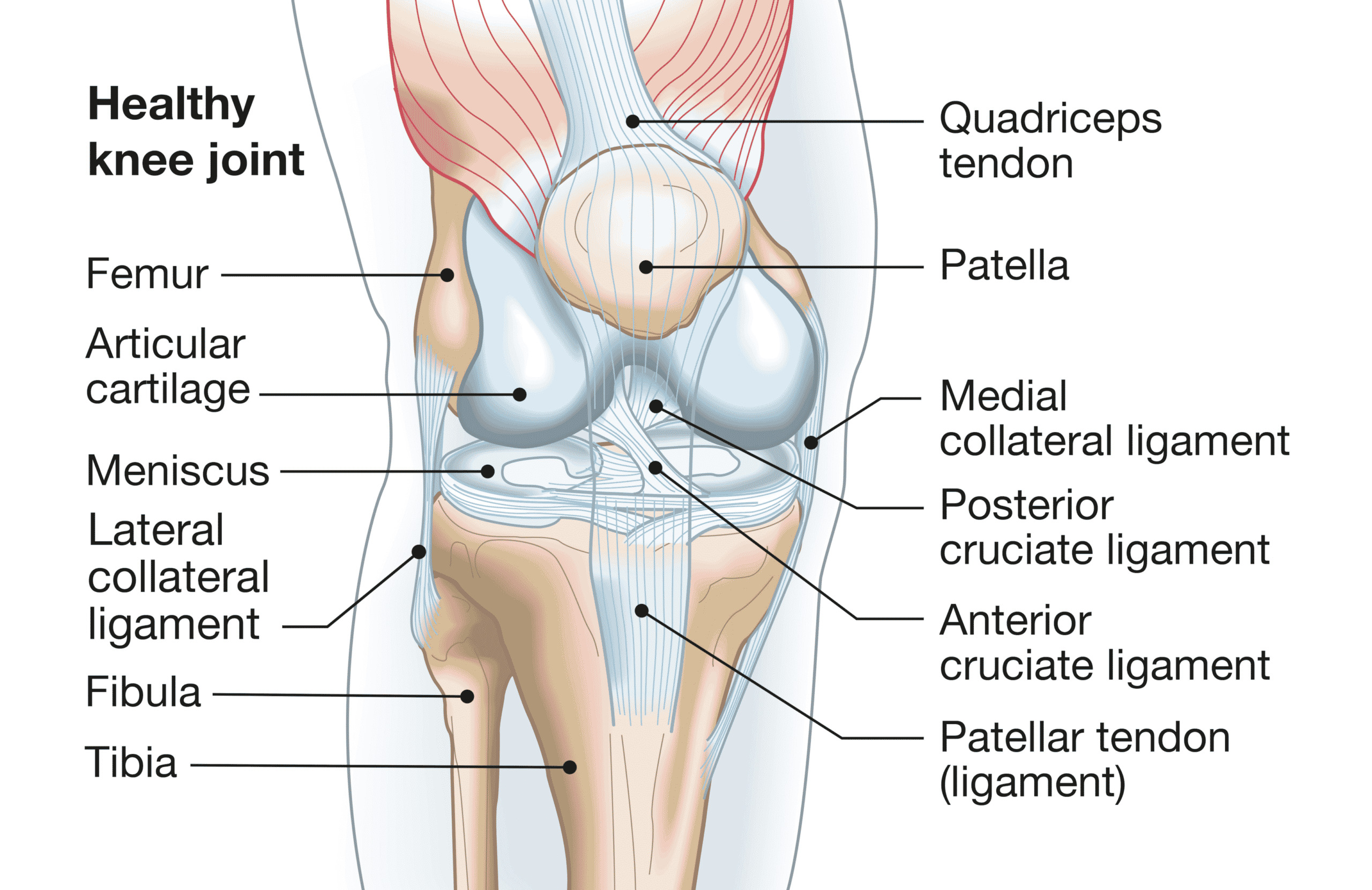 Anatomía de la articulación de rodilla